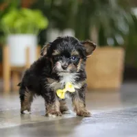 Drakkar, a male Yorkipoo for sale in Dundee, OH – Photo 6 of 7
