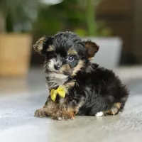 Drakkar, a male Yorkipoo for sale in Dundee, OH – Photo 2 of 7