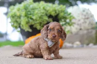 Gordy, a male Miniature Dachshund for sale in Dundee, OH – 2 of 6