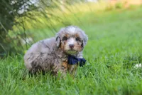 Deadpool, a male Miniature Bernedoodle for sale in Dundee, OH – 4 of 6