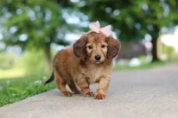 Pocahontas, a female Miniature Dachshund for sale in Dundee, OH – 6 of 8
