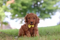 Gizmo, a male Miniature Goldendoodle for sale in Dundee, OH – 5 of 7
