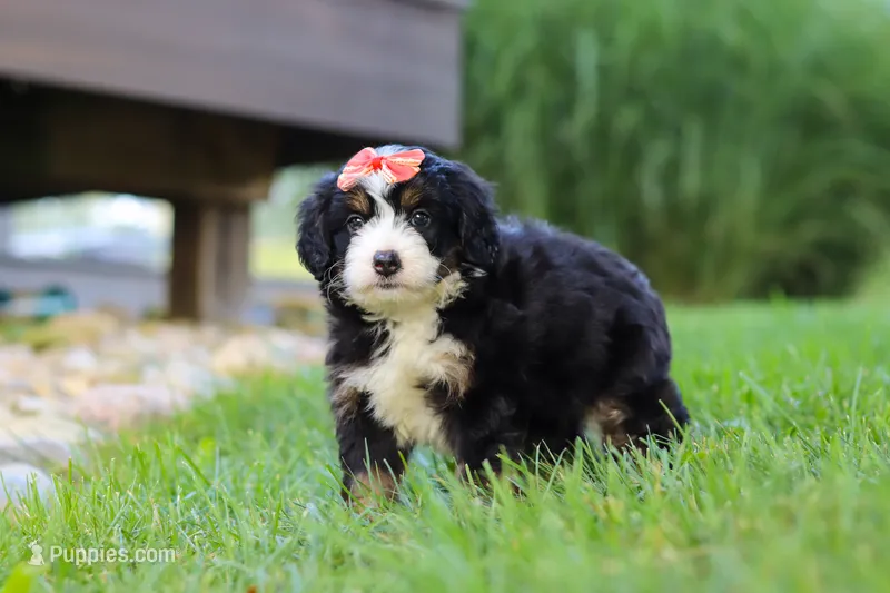 Firestar – Miniature Bernedoodle puppy for sale in Dundee, OH