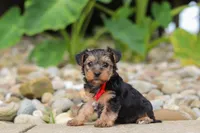 Baklava, a male Yorkipoo for sale in Dundee, OH – 4 of 6