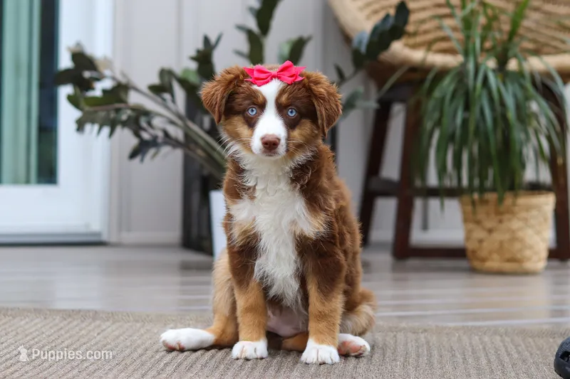 Eden – Australian Shepherd puppy for sale in Dundee, OH