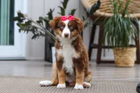 Eden, a female Australian Shepherd for sale in Dundee, OH – 1 of 5