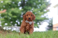 Gomez, a male Miniature Goldendoodle for sale in Dundee, OH – 3 of 6