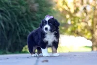 Zuzu, a female Miniature Australian Shepherd for sale in Dundee, OH – 4 of 6