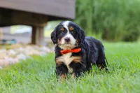 Fireball, a male Miniature Bernedoodle for sale in Dundee, OH – 4 of 5