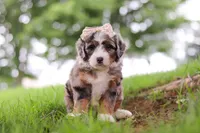 Pelle, a female Miniature Bernedoodle for sale in Dundee, OH – 4 of 6