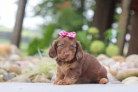 Harvest, a female Miniature Dachshund for sale in Dundee, OH – 2 of 6