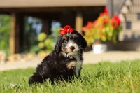 Moonstone, a female Miniature Bernedoodle for sale in Dundee, OH – 2 of 7