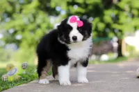 Cisco, a female Miniature Australian Shepherd for sale in Dundee, OH – 3 of 8