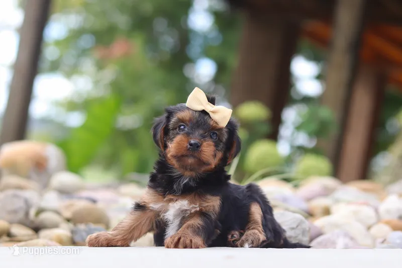 Torte – Yorkipoo puppy for sale in Dundee, OH