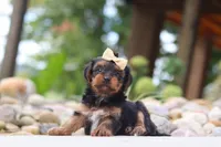 Torte, a female Yorkipoo for sale in Dundee, OH – 1 of 7