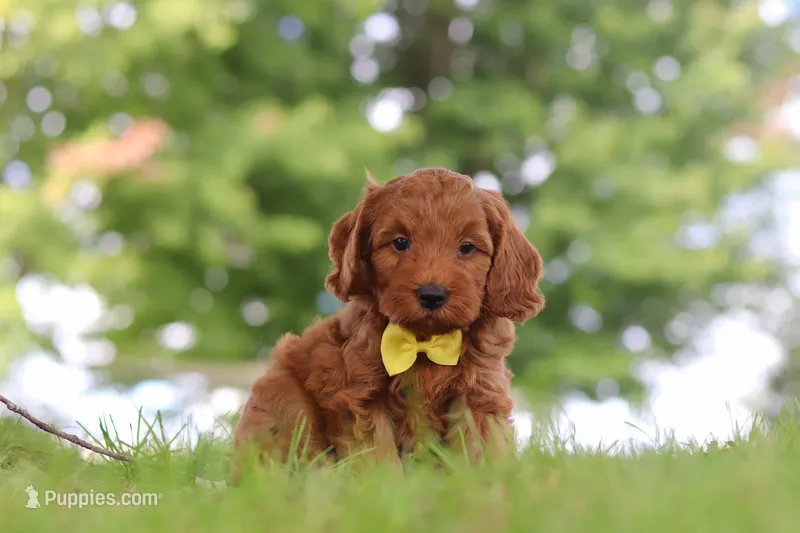 Gizmo – Miniature Goldendoodle puppy for sale in Dundee, OH