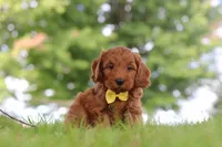 Gizmo, a male Miniature Goldendoodle for sale in Dundee, OH – 1 of 7