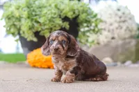 Oak, a male Miniature Dachshund for sale in Dundee, OH – 5 of 7