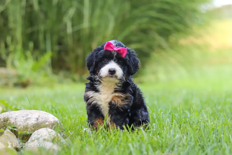 Spree – Miniature Bernedoodle puppy for sale in Dundee, OH