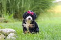 Spree, a female Miniature Bernedoodle for sale in Dundee, OH – 1 of 5