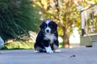 Zuzu, a female Miniature Australian Shepherd for sale in Dundee, OH – 6 of 6