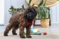 Sprout, a male Poodle - Miniature  for sale in Dundee, OH – 2 of 6