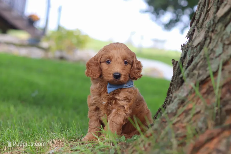 Scrappy – Miniature Goldendoodle puppy for sale in Dundee, OH