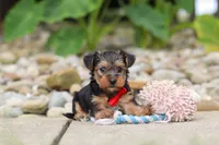 Baklava, a male Yorkipoo for sale in Dundee, OH – 2 of 6