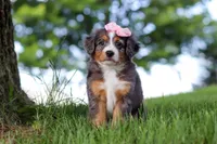Junebug, a female Miniature Bernedoodle for sale in Dundee, OH – 4 of 5