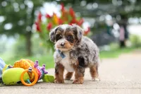 Rave, a male Yorkipoo for sale in Dundee, OH – 4 of 7