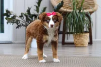 Eden, a female Australian Shepherd for sale in Dundee, OH – 4 of 5