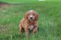 Merlin, a male Miniature Goldendoodle for sale in Dundee, OH – 3 of 6