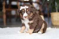 Tulip, a female Australian Shepherd for sale in Dundee, OH – Photo 4 of 4
