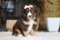Tulip, a female Australian Shepherd for sale in Dundee, OH – Photo 3 of 4