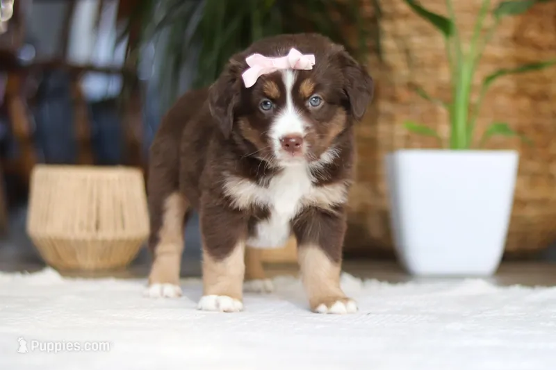 Tulip – Australian Shepherd puppy for sale in Dundee, OH