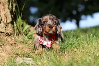 Boysenberry, a male Miniature Dachshund for sale in Dundee, OH – 6 of 7