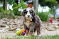 Tang, a male Miniature Bernedoodle for sale in Dundee, OH – 3 of 5