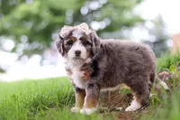 Pelle, a female Miniature Bernedoodle for sale in Dundee, OH – 5 of 6