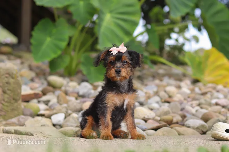 Riot – Yorkipoo puppy for sale in Dundee, OH