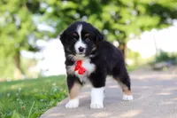 Roamer, a male Miniature Australian Shepherd for sale in Dundee, OH – 1 of 10
