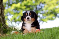 Jimminy Cricket, a male Miniature Bernedoodle for sale in Dundee, OH – 3 of 6