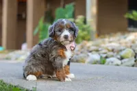 Gusher, a male Miniature Bernedoodle for sale in Dundee, OH – 4 of 5