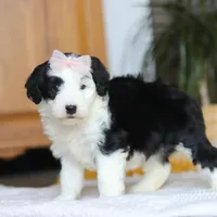 Jellybean, a female Sheepadoodle for sale in Dundee, OH – Photo 2 of 7
