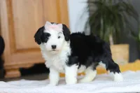 Jellybean, a female Sheepadoodle for sale in Dundee, OH – Photo 2 of 7