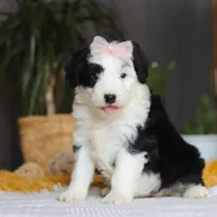 Jellybean, a female Sheepadoodle for sale in Dundee, OH – Photo 3 of 7