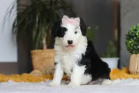 Jellybean, a female Sheepadoodle for sale in Dundee, OH – Photo 3 of 7