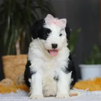 Jellybean, a female Sheepadoodle for sale in Dundee, OH – Photo 6 of 7