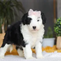 Jellybean, a female Sheepadoodle for sale in Dundee, OH – Photo 7 of 7