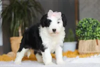 Jellybean, a female Sheepadoodle for sale in Dundee, OH – Photo 7 of 7