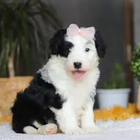 Jellybean, a female Sheepadoodle for sale in Dundee, OH – Photo 4 of 7